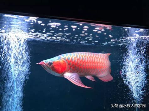 紅龍魚壽命